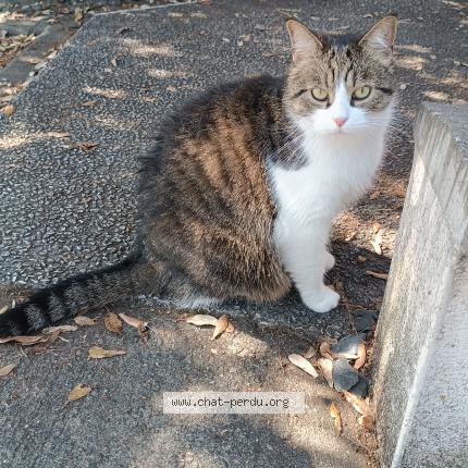Photo 2/2 Chat retrouvé Perdu à Toulouse