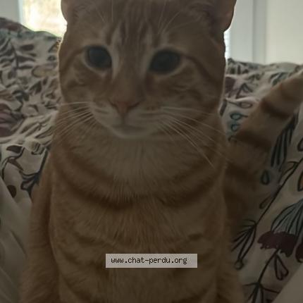 Photo 1/1 Chat retrouvé Perdu à Longpont Sur Orge