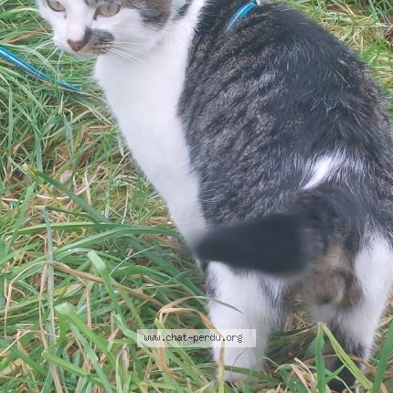 Photo 1/1 Tyty Chat perdu à Mece