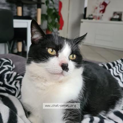 Photo 1/1 Mimi Chat perdu à Venissieux