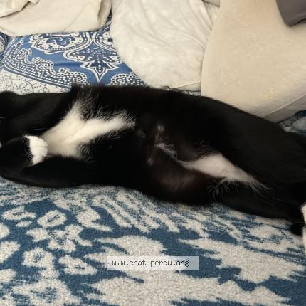 Photo de chat perdu à Vierzon