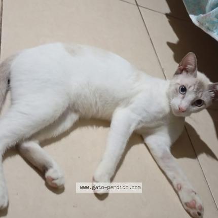 Photo 1/1 Karin Chat perdu à Arraijan