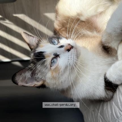 Photo de chat perdu à Joeuf