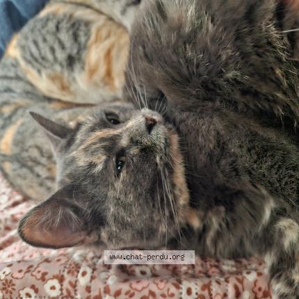 Photo de chat perdu à La Rochelle