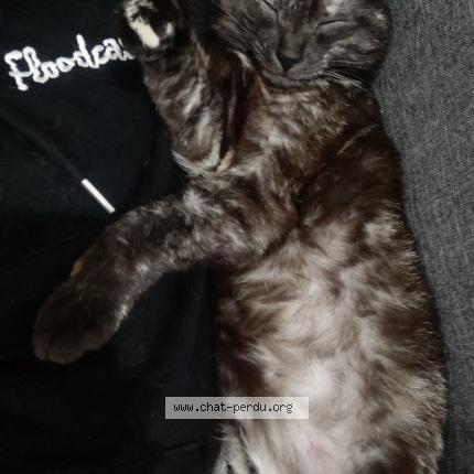 Photo 1/1 Nox Chat perdu à Nimes