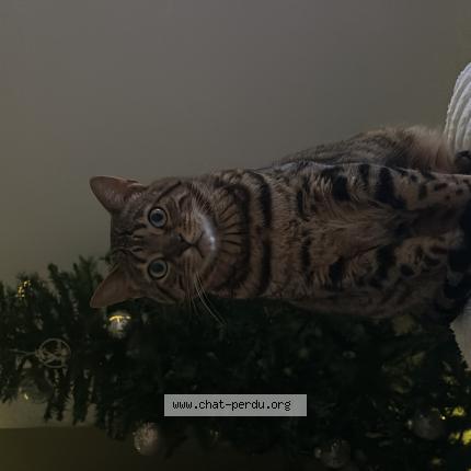 Photo de chat perdu à Fosses