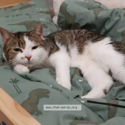 Photo de chat perdu à Les Mathes