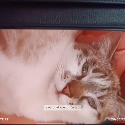 Photo de chat perdu à Tourcoing