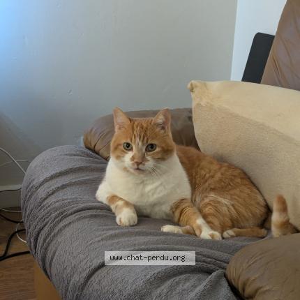 Photo de chat perdu à Venissieux