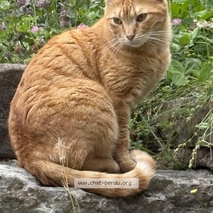 Photo 1/1 Chat retrouvé Perdu à Fayence