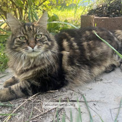 Photo 1/1 Tibout Chat perdu à Liverdun