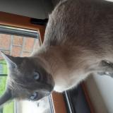 Photo de chat perdu à Lecelles