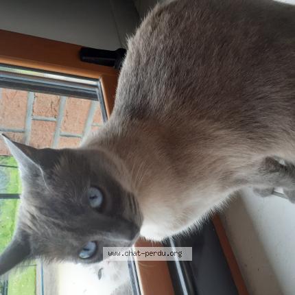 Photo 1/1 Hana Chat perdu à Lecelles