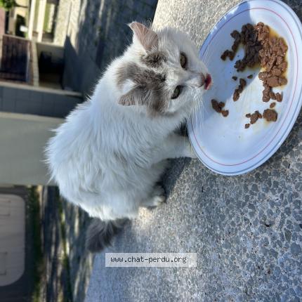 Photo de chat trouvé à Labenne