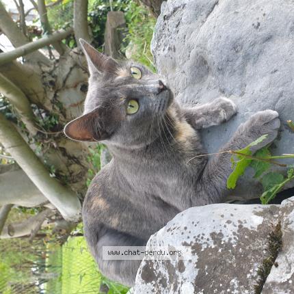 Photo 1/1 roquette Chat perdu à St paul de varces