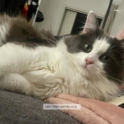 Photo 1/1 Chat retrouvé Perdu à Lille