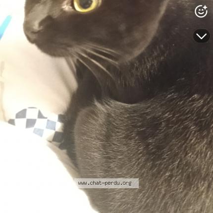 Photo 1/1 Yumi Chat perdu à Le mesnil saint denis