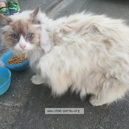 Photo de chat trouvé à Marsilly