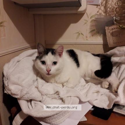 Photo 1/1 Chat retrouvé Perdu à Gironville Sur Essonne
