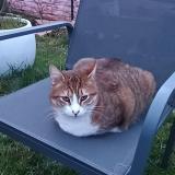 Photo de chat perdu à Coulaines