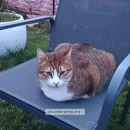 Photo 1/1 Chat retrouvé Perdu à Coulaines