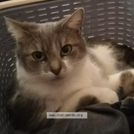 Photo 1/1 Grisette Chat perdu à Villemeux sur eure
