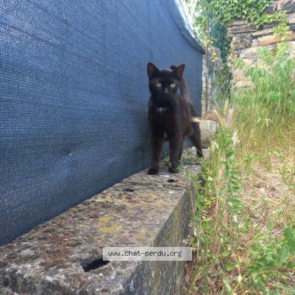 Photo 1/1 Blaise Chat perdu à Rive de gier