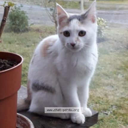 Photo 1/1 Chat retrouvé Perdu à Poussanges