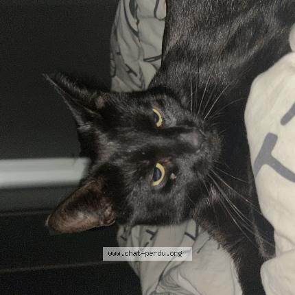 Photo de chat perdu à St Etienne Du Rouvray