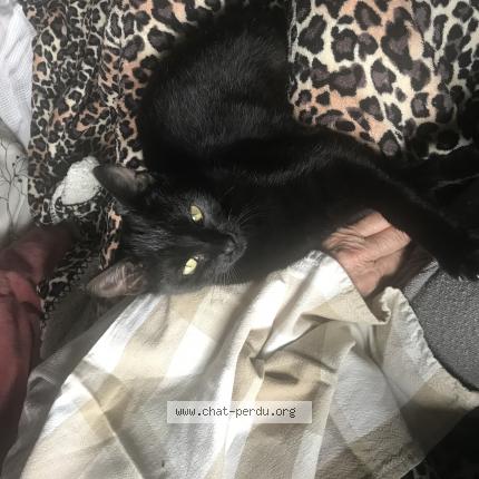 Photo 1/1 Sakou Chat perdu à Eguilles