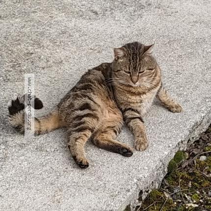Photo de chat perdu à Hauteroche
