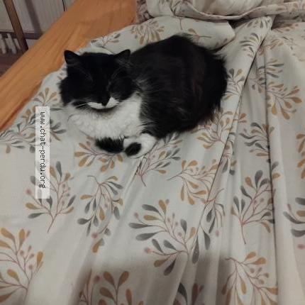 Photo 1/2 Cachou Chat perdu à St philbert de grand lieu