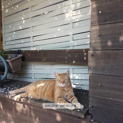 Photo 1/1 Chat retrouvé Perdu à Armentieres