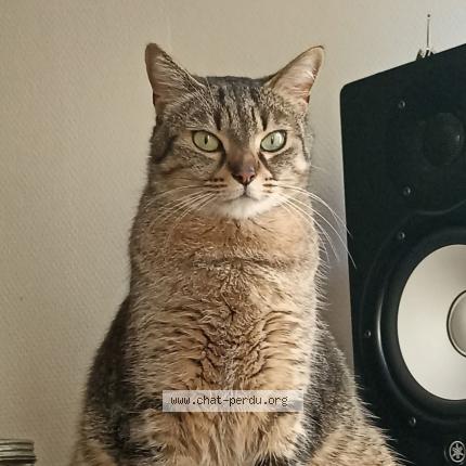 Photo de chat perdu à Nantes