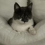 Photo de chat perdu à Saujon