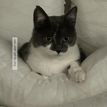 Photo 1/1 Chat retrouvé Perdu à Saujon