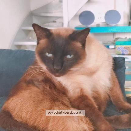 Photo 1/1 Hatuey Chat perdu à Saint vulbas