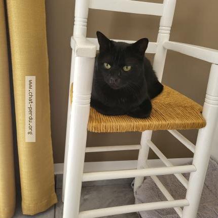 Photo de chat perdu à Roquebrune Sur Argens