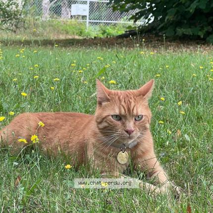 Photo 1/1 Chat retrouvé Perdu à Saint Jean Aux Bois