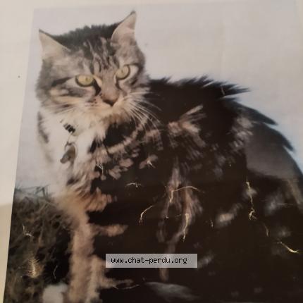 Photo 1/1 fleur Chat perdu à Molenbeek