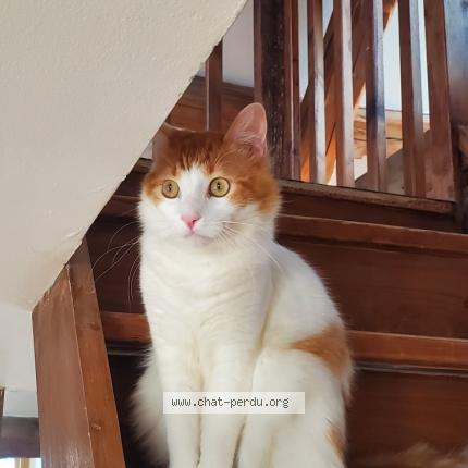 Photo de chat perdu à Mortefontaine