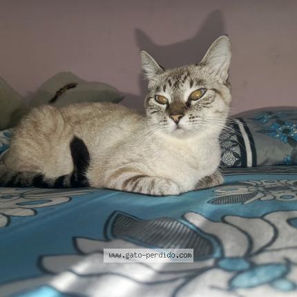 Photo 1/1 Leia Chat perdu à Piedecuesta