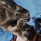 Photo de chat perdu à Montevideo