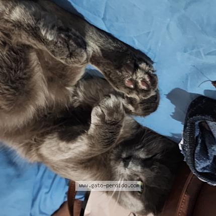 Photo 1/1 Gangfal Chat perdu à Montevideo