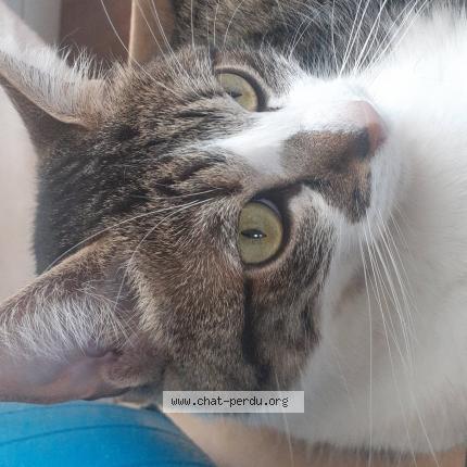 Photo de chat perdu à Montauban De Bretagne