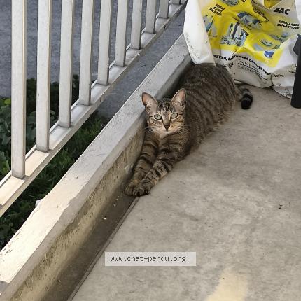 Photo de chat perdu à Rennes