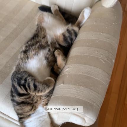 Photo 1/1 Mia Chat perdu à Lemoyne