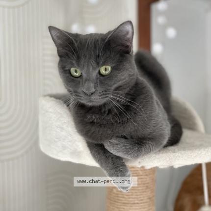 Photo 1/1 Yara Chat perdu à Asnieres la giraud