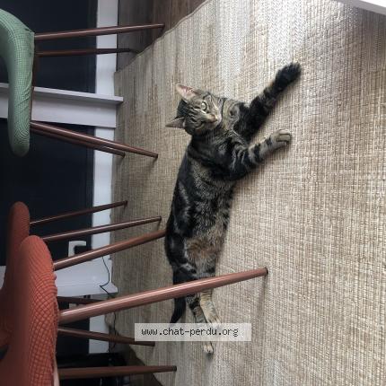 Photo de chat perdu à Saint Herblain