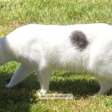 Photo de chat perdu à Yevres